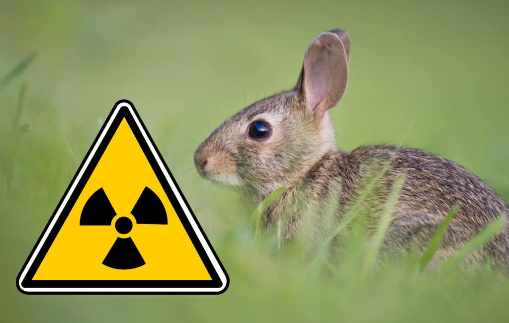 Spanje moet zoeken naar radioactieve konijnen in Almería