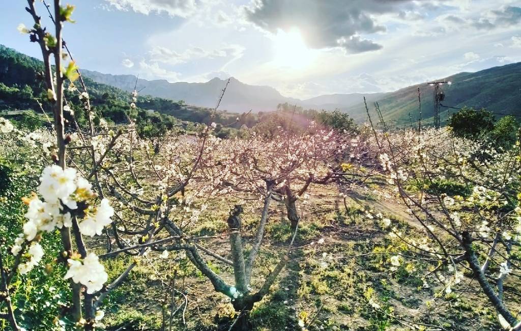 De bloeiende kersenbomen van de Valle de Gallinera in Alicante