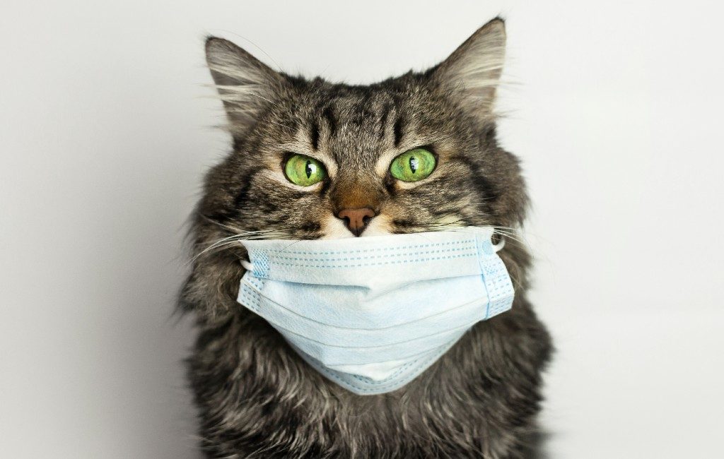 Eerste met coronavirus besmette kat in Spanje overleden