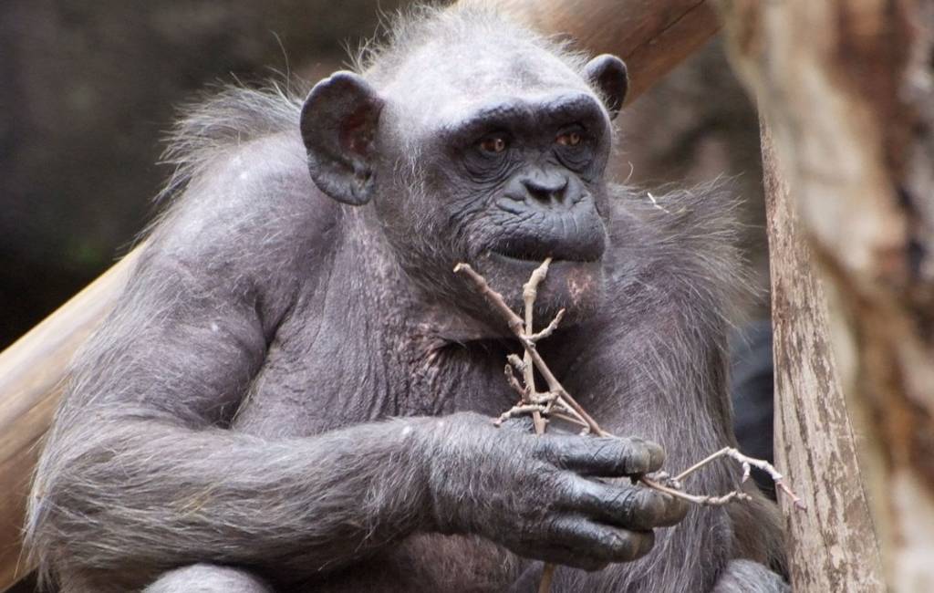 Oudste chimpansee van Europa in dierentuin Barcelona overleden