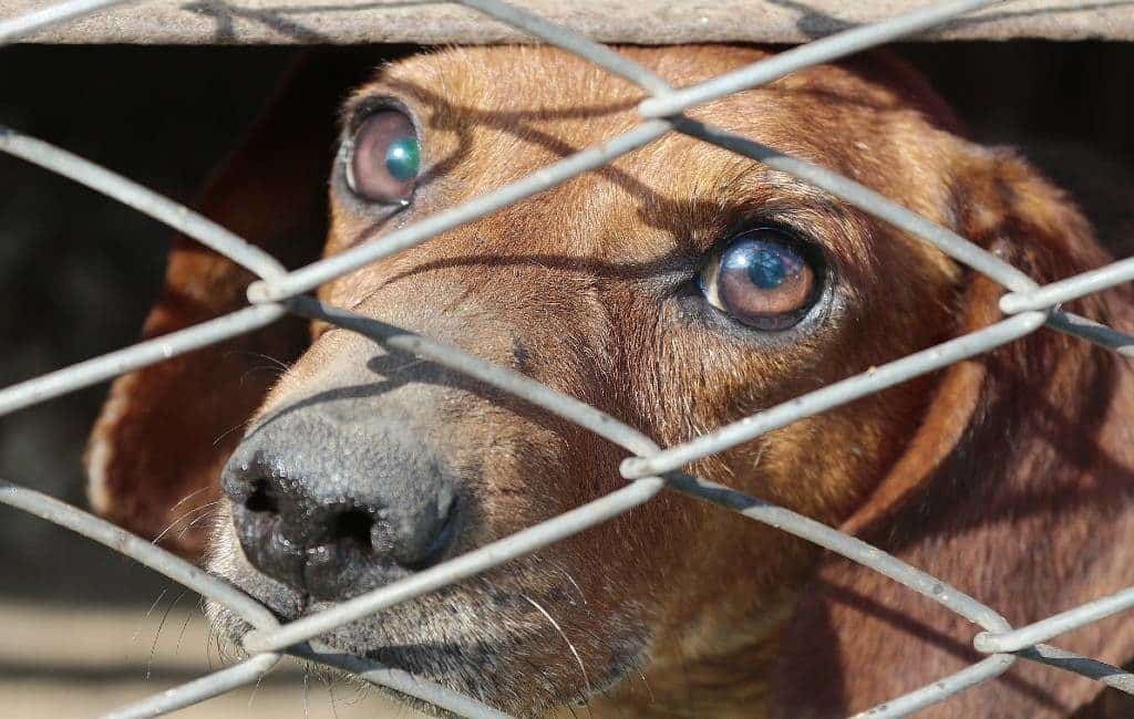 Toename in de steek gelaten honden in Spanje