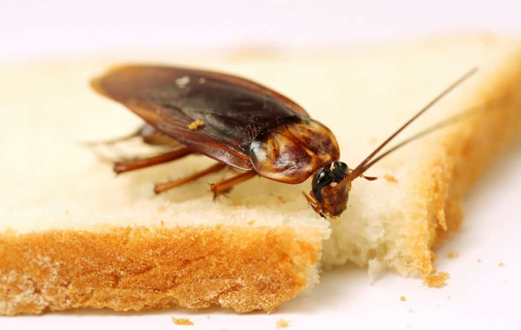 kakkerlak