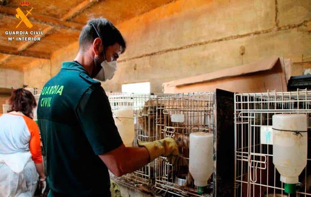 Politie vindt 544 honden in een erbarmelijk staat in Zaragoza