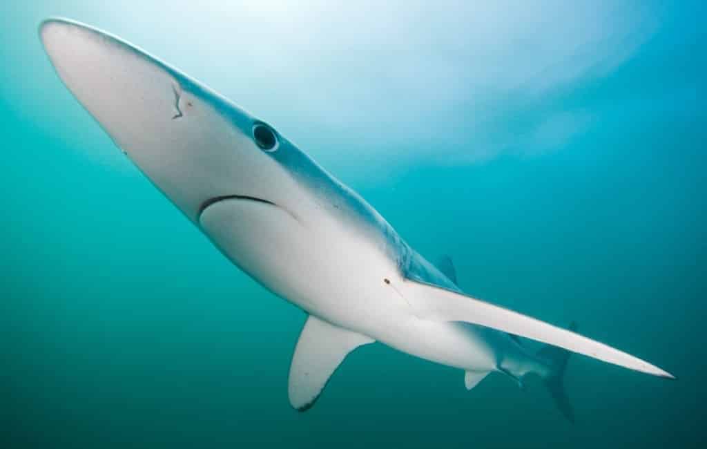 Zwemmers uit zee gehaald vanwege haaien aan de Costa Dorada
