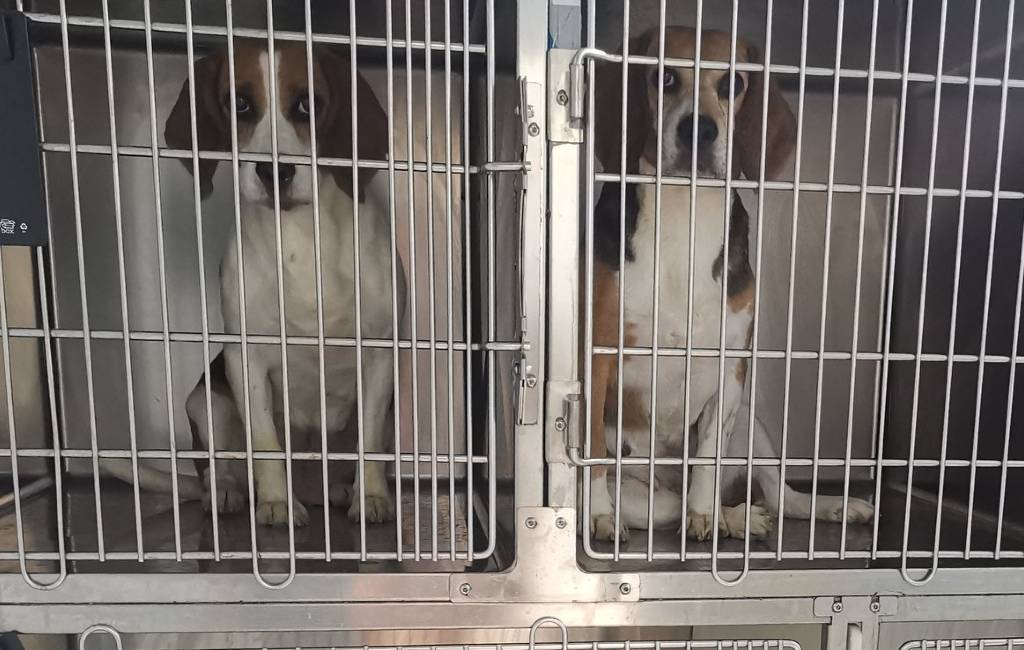 Animal Rescue Spain redt 32 Beagle-honden uit laboratorium Barcelona