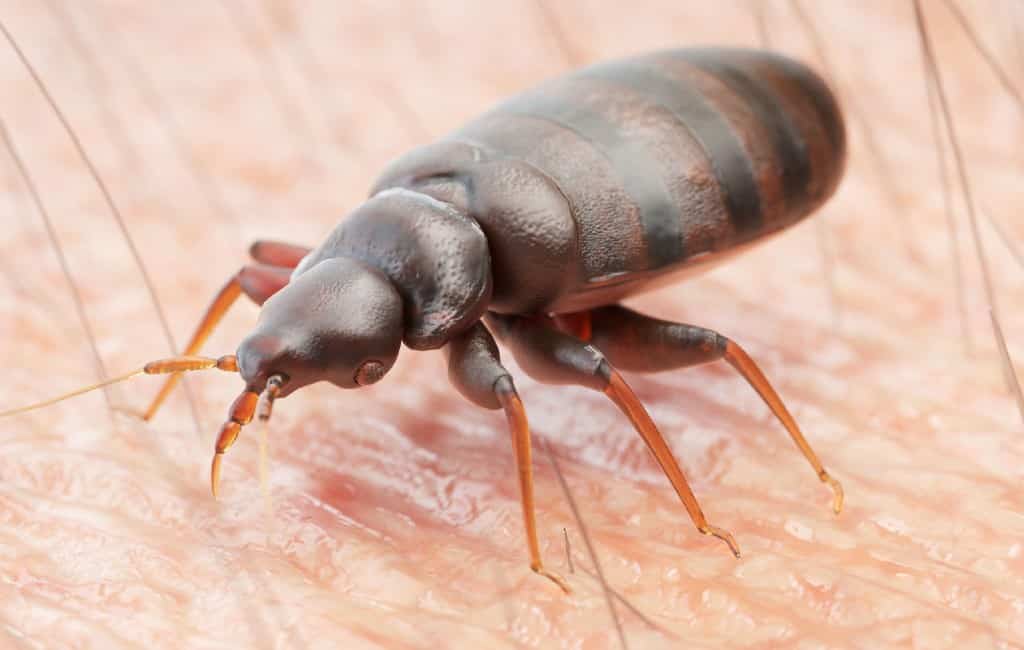 Meest voorkomende plagen in Spanje: termieten, kakkerlakken en bedwantsen