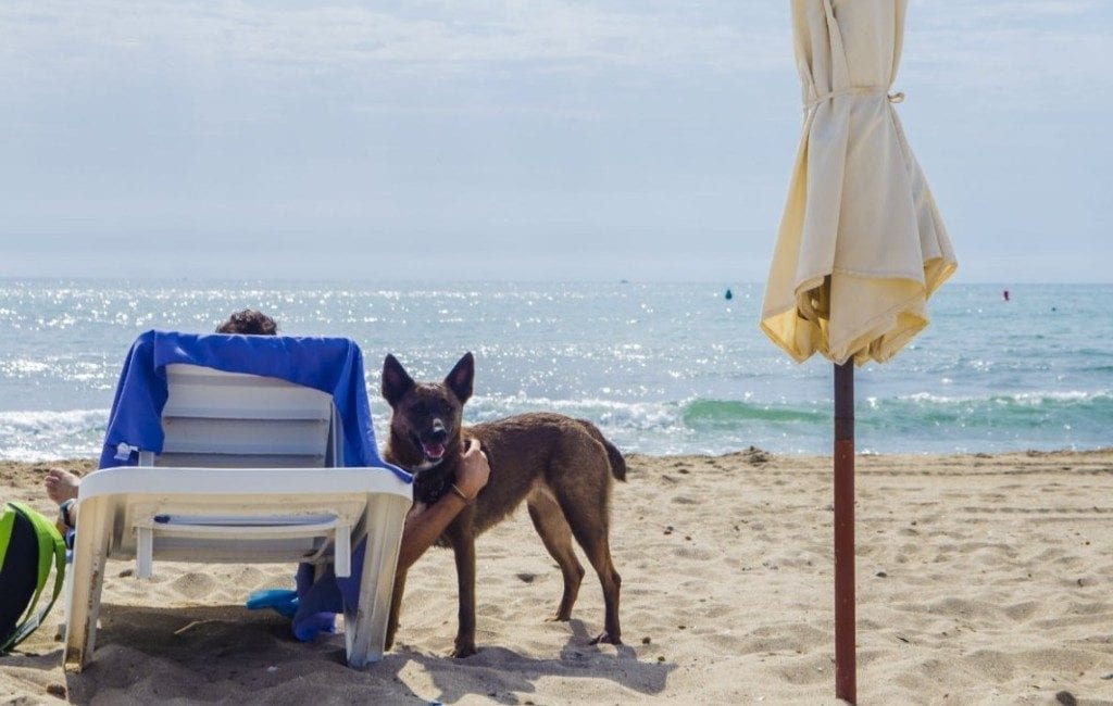 Tweede jaar zonder services op ‘doggy beach’ Alicante