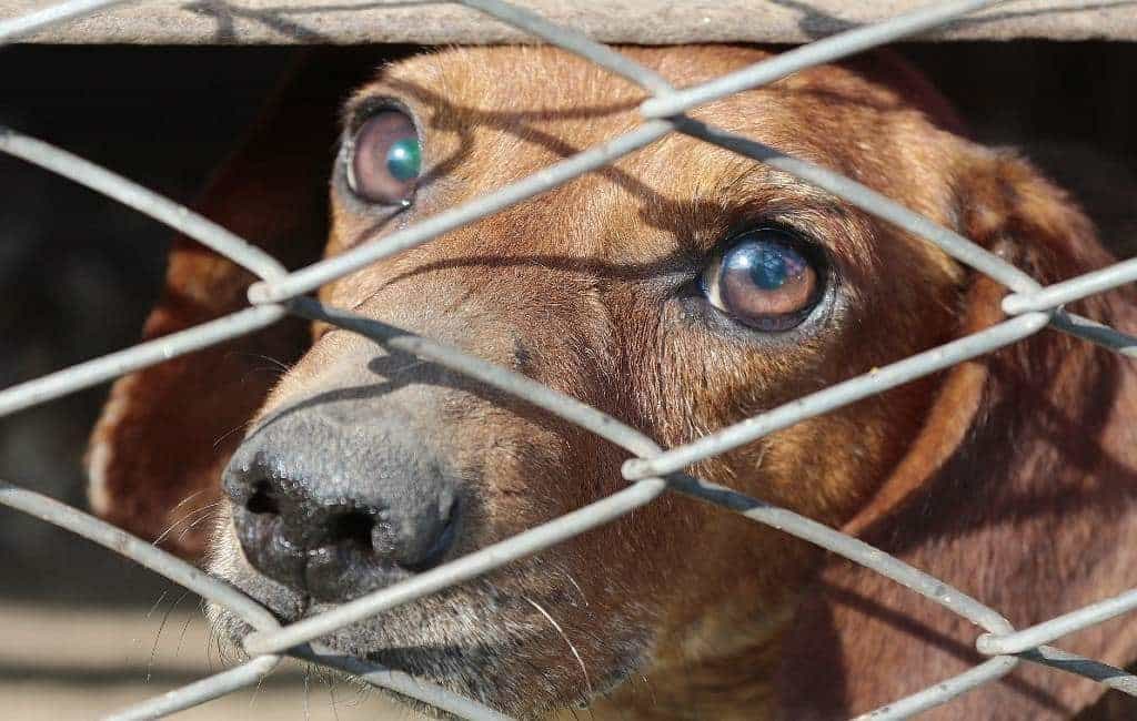 Toename in de steek gelaten honden in Spanje tot eind juni