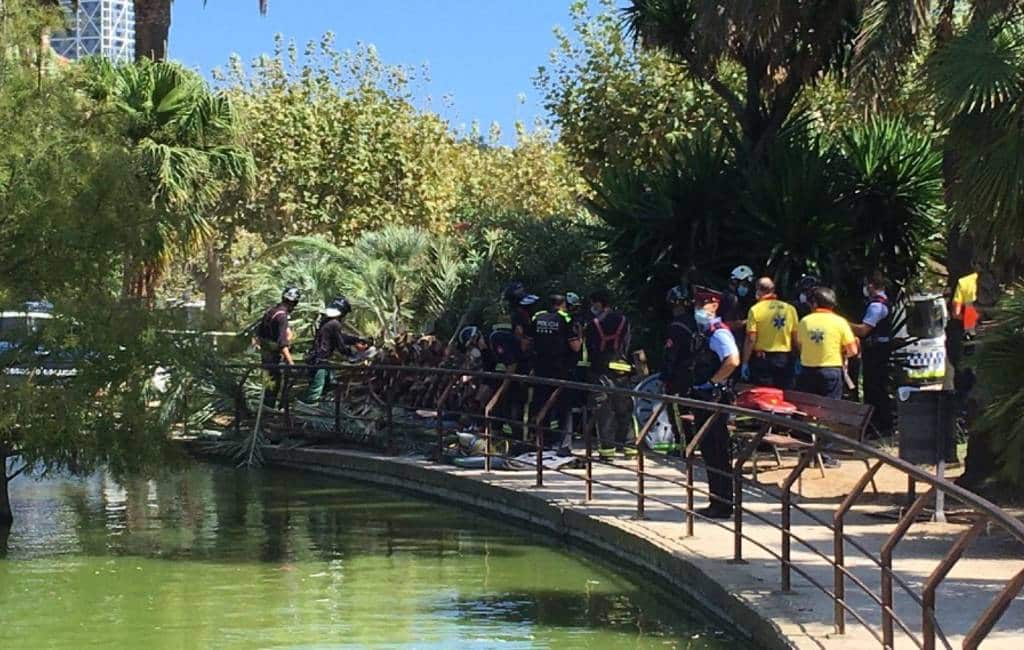 Een dode en een gewonde door omvallende palmboom in stadspark Barcelona