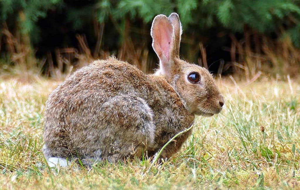 81 gemeenten in de provincie Alicante hebben een overbevolking van konijnen