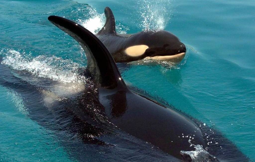 Over gestalkte walvissen, spelende dolfijnen en aanvallende orka’s bij Spanje