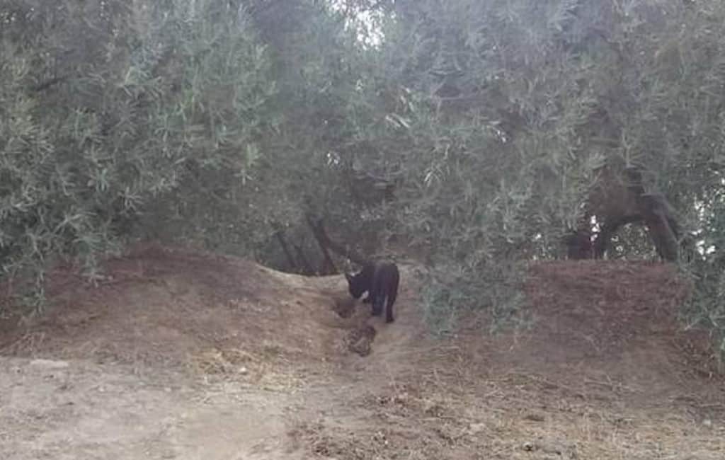 Zoektocht naar gefotografeerde zwarte panter in Granada gaat door