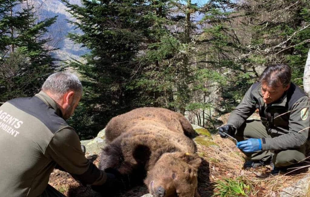 Boswachter aangehouden voor dood van bruine beer in Catalonië