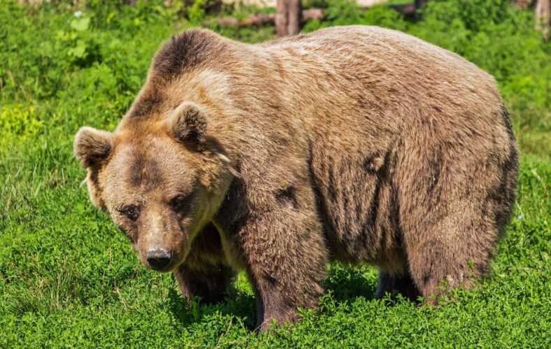 Twee beren ‘per ongeluk’ en ‘uit zelfverdediging’ door jagers gedood in Spanje