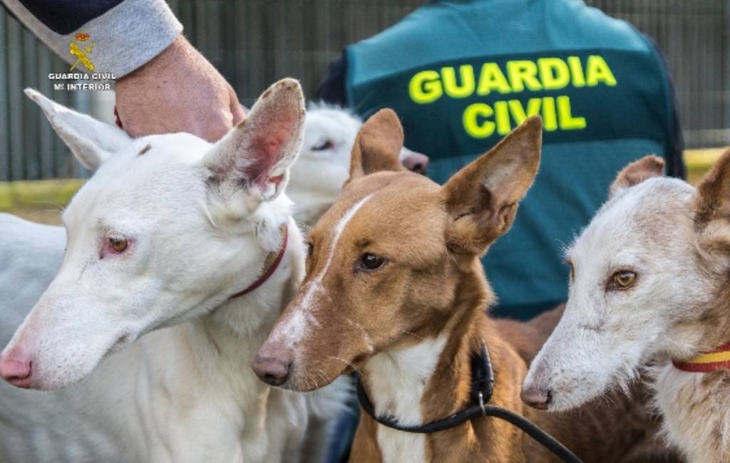 Politie ontmantelt organisatie vanwege diefstal en verkoop jachthonden in Valencia