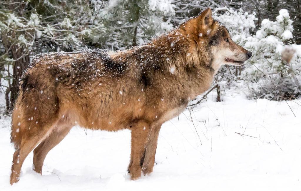 Spaanse regering wil Iberische wolf beschermen met een landelijk jachtverbod