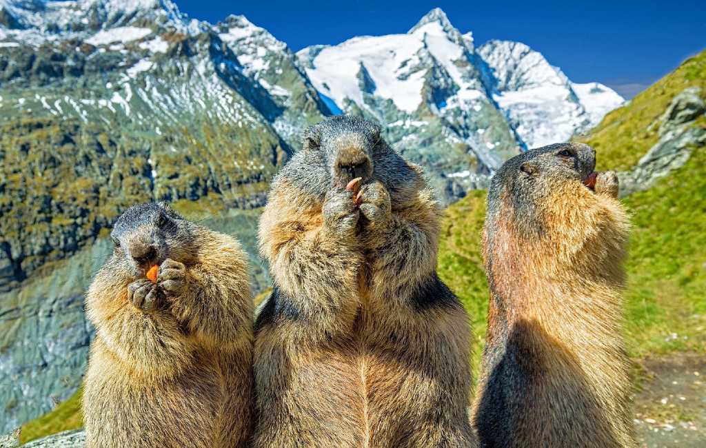 Het is ‘Groundhog Day’ in de VS en Canada maar heeft Spanje ook marmotten?