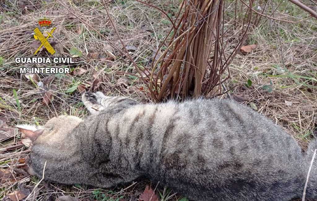 Politie opent jacht op ‘matagatos’ die katten doodt in Tarragona