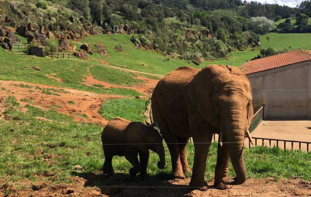 Werknemer Cabárceno natuurpark dodelijk door olifant geraakt in Cantabrië