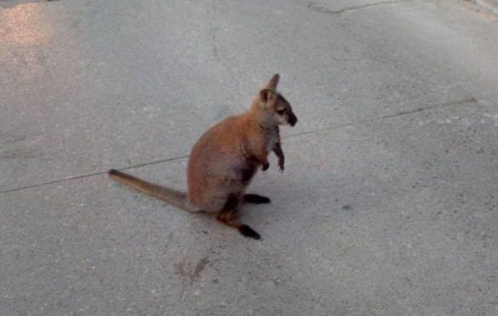 Kleine loslopende kangoeroe gespot in Catalaanse dorp