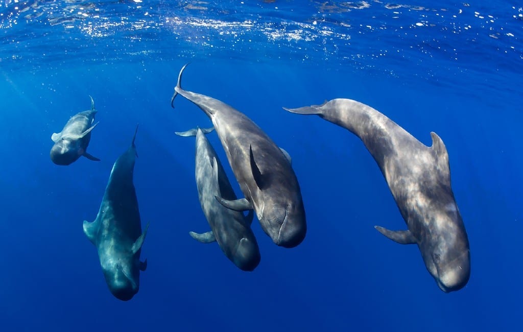 Zee bij Tenerife Europa’s eerste Whale Heritage Site