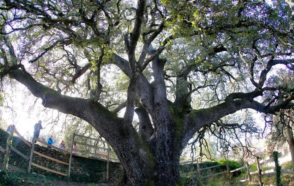 Duizendjarige steeneik in Lecina-Bárcabo (Huesca) boom van het jaar in Europa