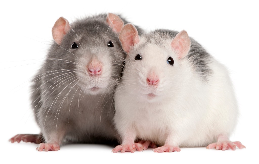 Vier ratten per tien inwoners in Spanje: op kakkerlakken na het grootste ongedierte probleem