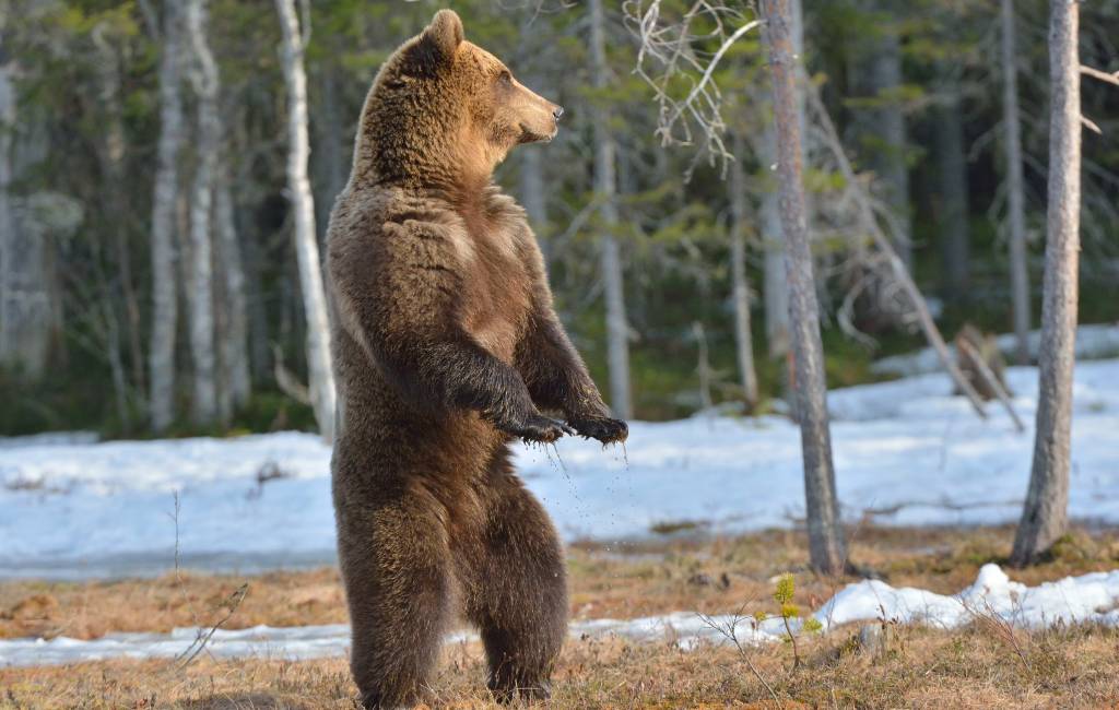 Bruine beer valt voor de eerste keer sinds lange tijd een mens aan in Asturië