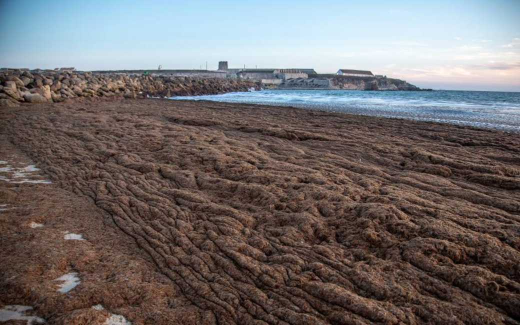 Stranden in de provincie Cádiz worden opnieuw overspoeld door Aziatische algen