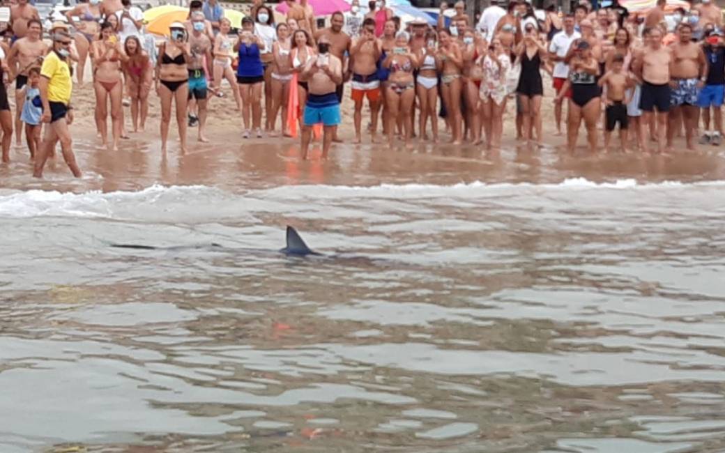 Twee meter lange blauwe haai bij het strand van Benidorm trekt veel bekijks