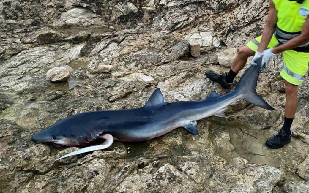 Costa Blanca haai die in Benidorm, El Campello en Villajoyosa gezien werd is dood teruggevonden