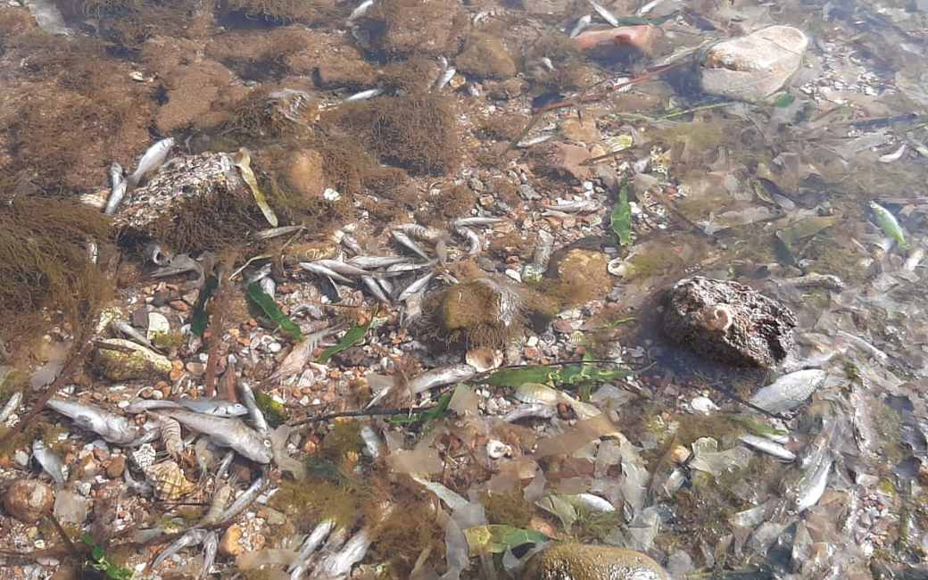 Opnieuw duizenden dode vissen aangespoeld in de Mar Menor in Murcia