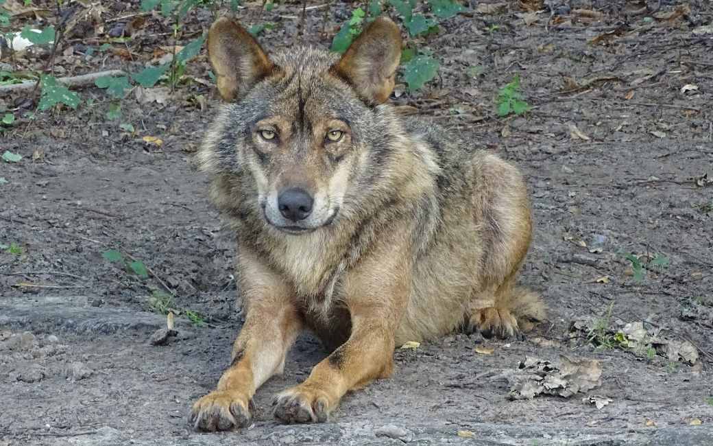Er mogen in Cantabrië 34 wolven gedood worden tot juli 2022