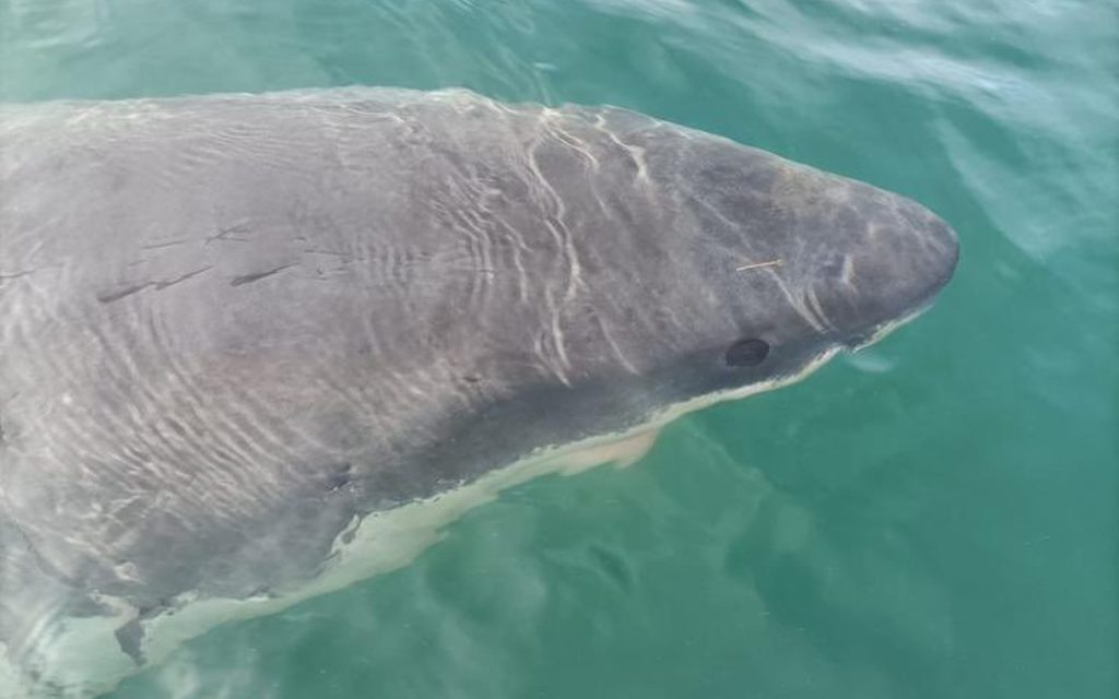 Witte ‘mensenhaai’ gezien voor de kust van Galicië