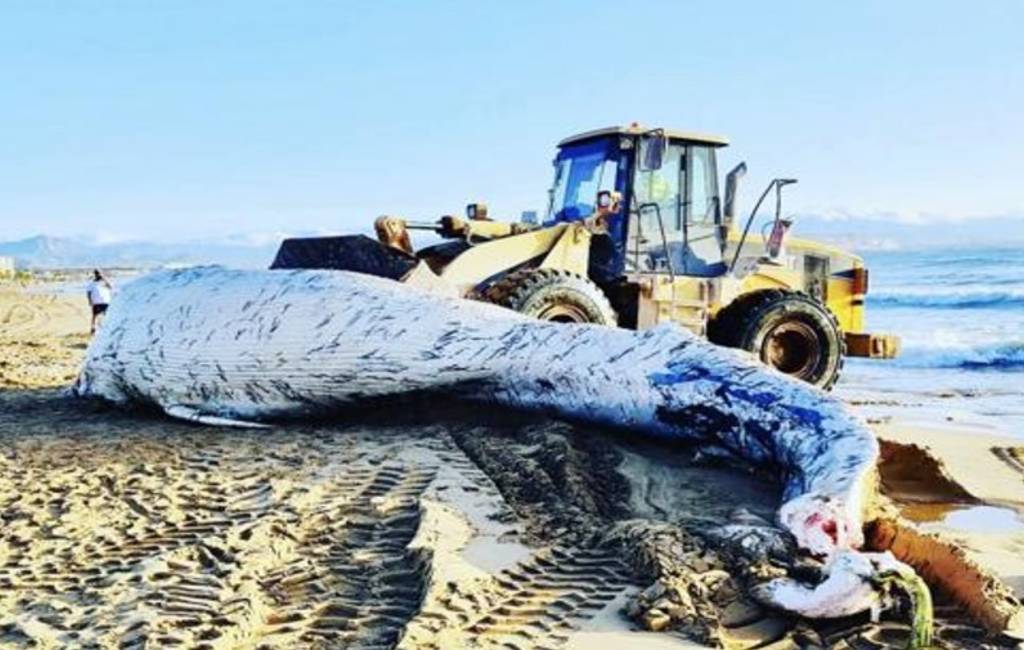 8.000 kilo dode walvis gevonden op het strand van El Altet in Elche