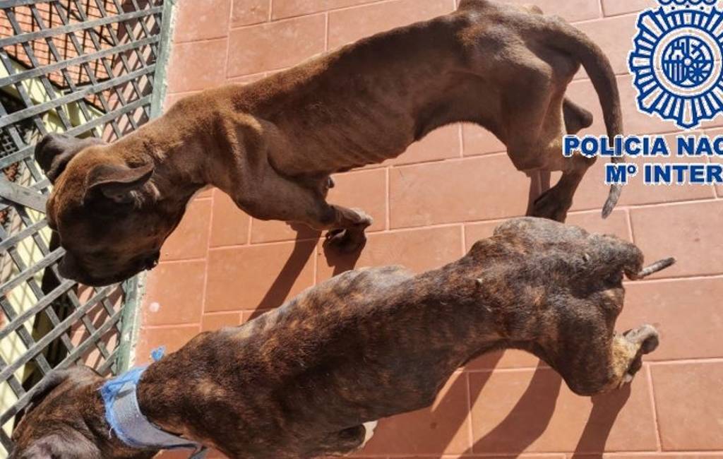Politie arresteert man in Vélez-Málaga voor verwaarlozing honden