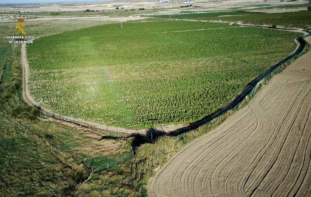 Grootste wietplantage van Europa opgerold in Toledo: 12 hectare met 135.000 planten