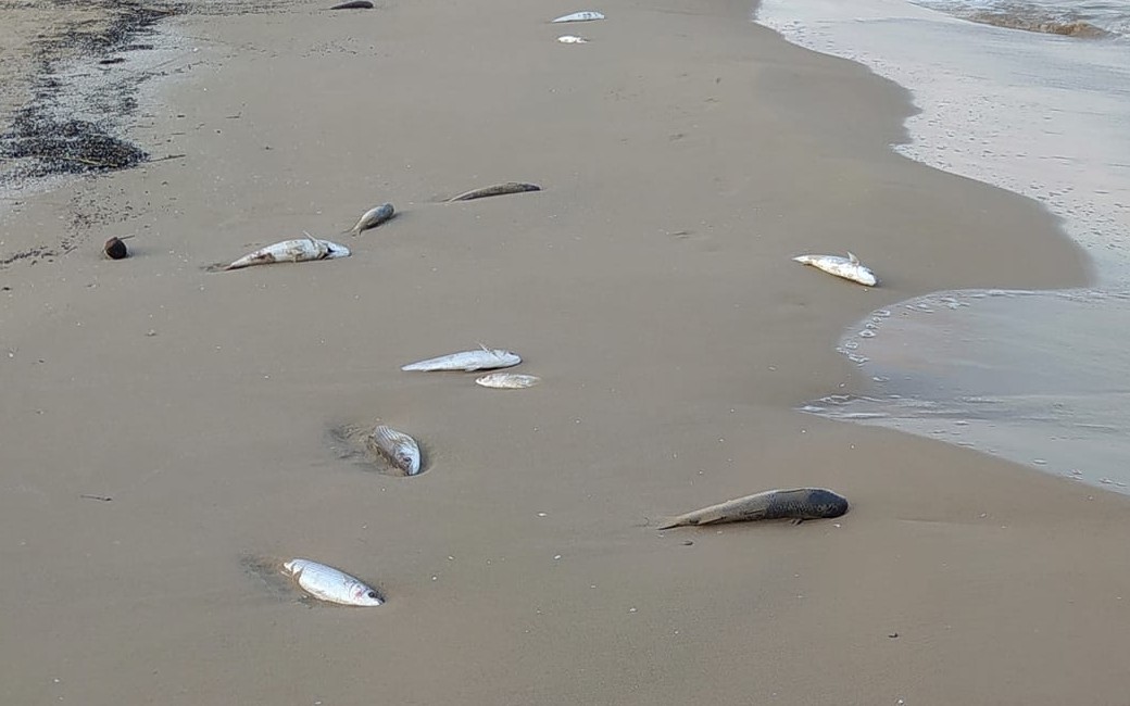 Duizenden doden vissen op stranden van de Costa Blanca gevonden