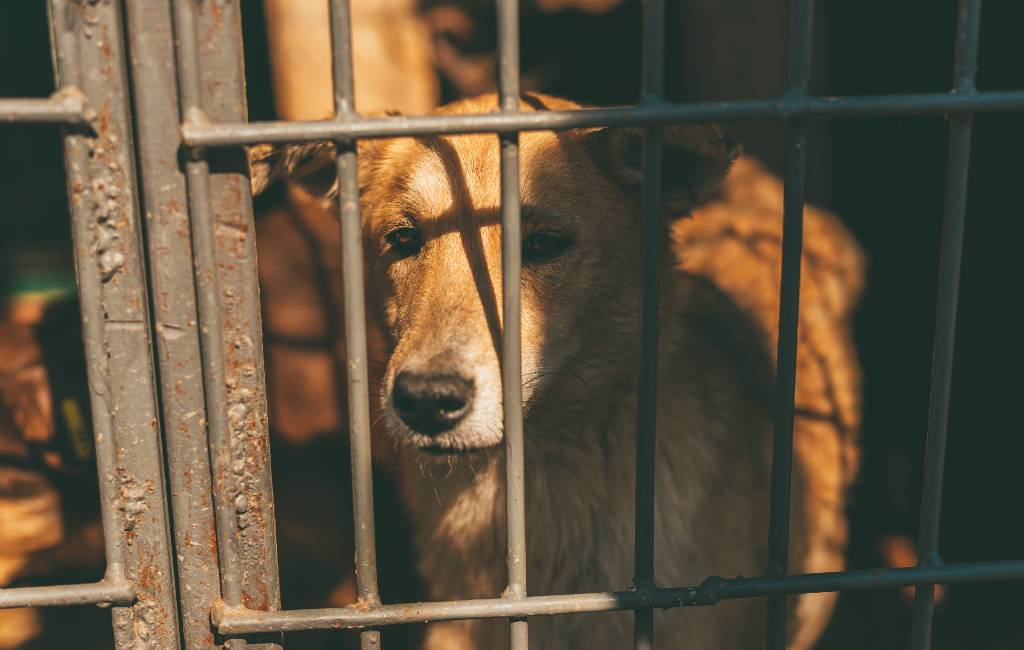 Programma tegen dierenmishandeling in Zaragoza leidt tot 63 veroordelingen in één jaar