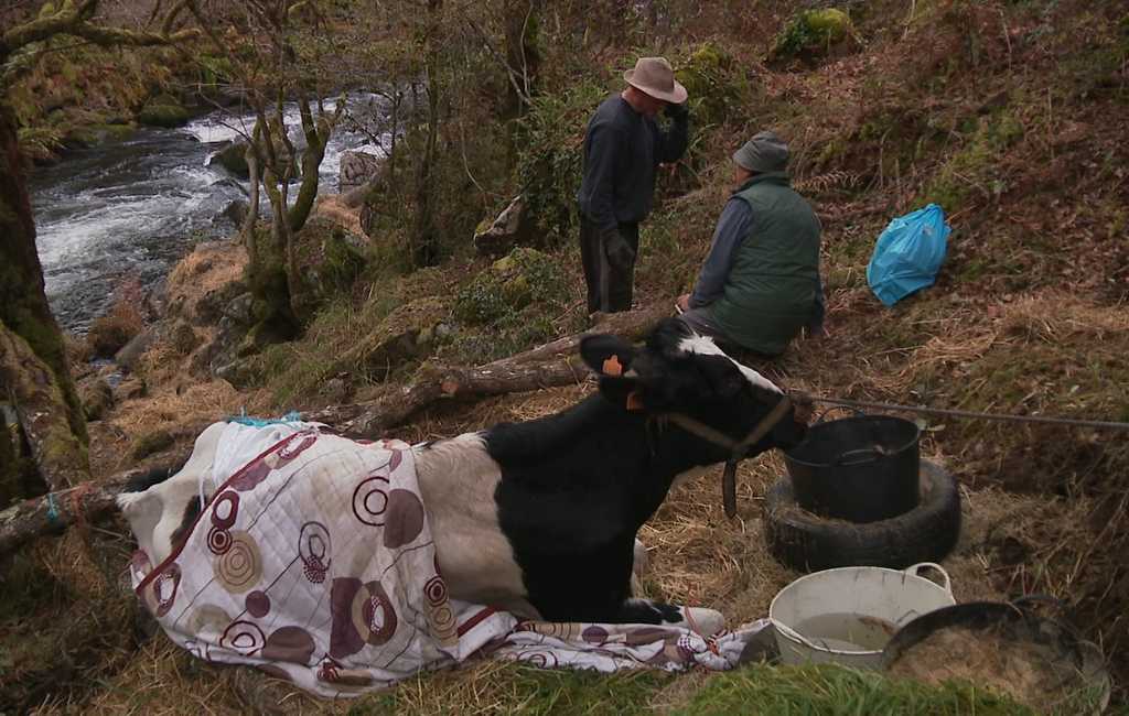 Lola de zwangere koe is gered uit haar benarde positie in Galicië