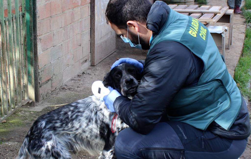 Zestien maanden celstraf voor het doodslaan van twee puppy’s in Baskenland