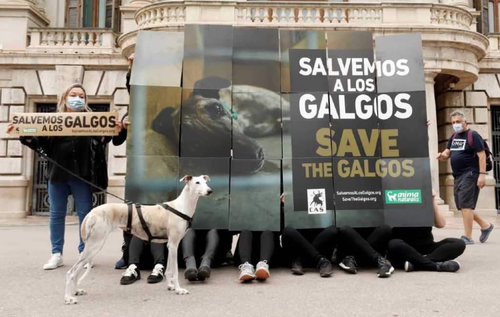 Discussie over jachthonden blokkeert nieuwe dierenwelzijnswet Spanje
