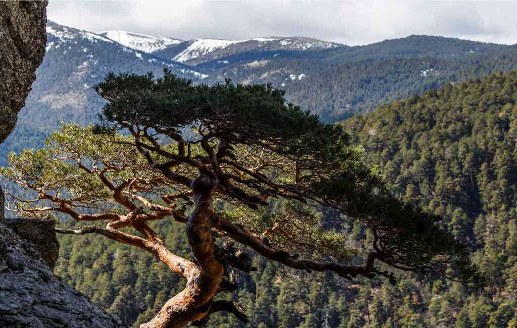 Het bos dat door Belgen beheerd wordt in Madrid is door de Spaanse staat gekocht