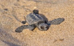 De Onechte Karetschildpad nestelt steeds meer op Spaanse stranden