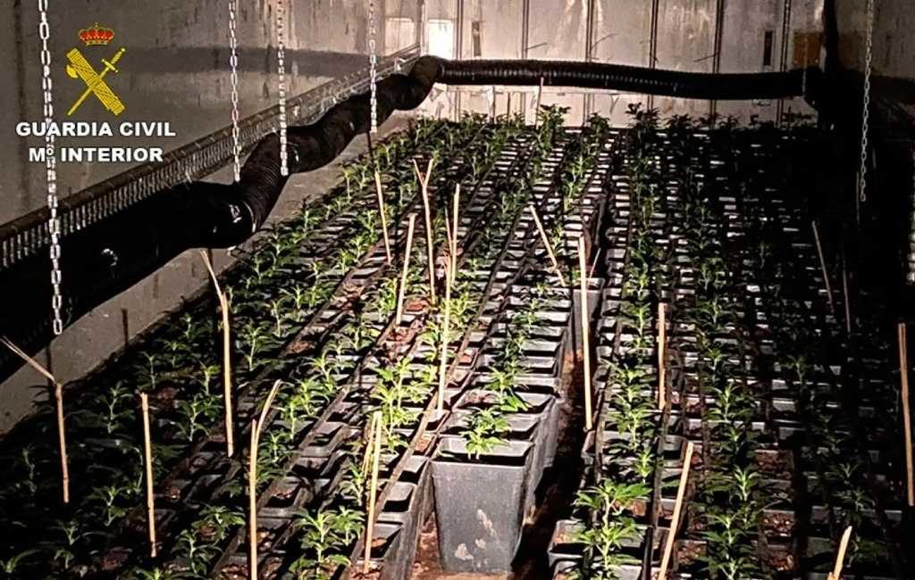 Nederlands echtpaar aangehouden voor het kweken van 1.316 wietplanten in twee containers in Alicante