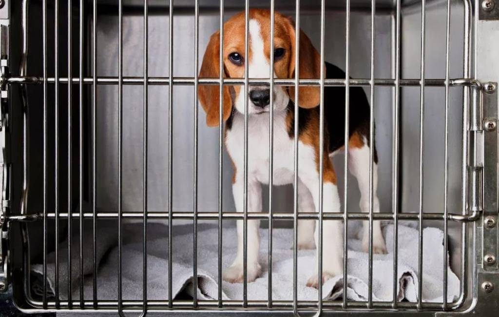 Demonstratie in Barcelona om wetenschappelijke experimenten en opoffering van 38 Beagle pups te voorkomen