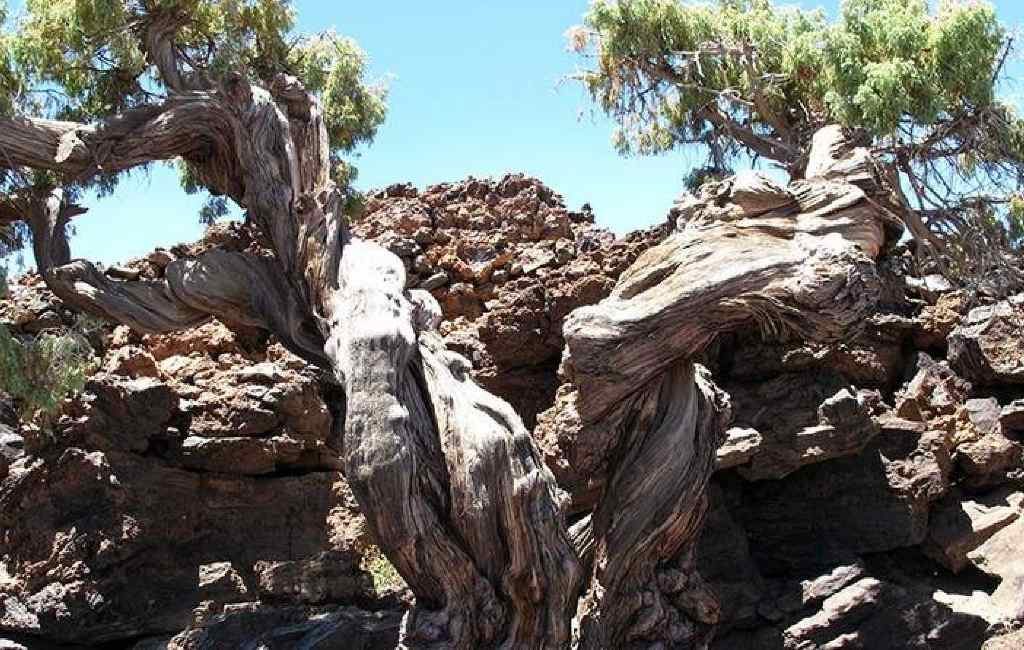 De oudste boom van Europa staat op Tenerife en is 1.481 jaar oud