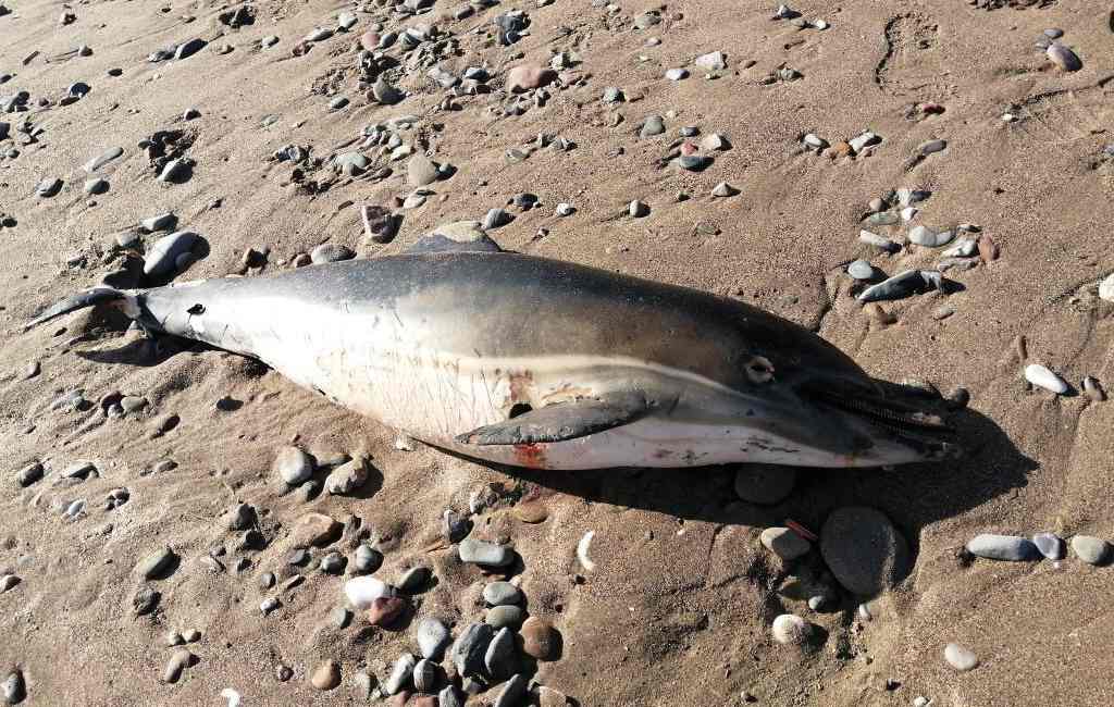 Waarom spoelen de laatste tijd veel dode walvissen en dolfijnen aan op de kust bij Málaga?