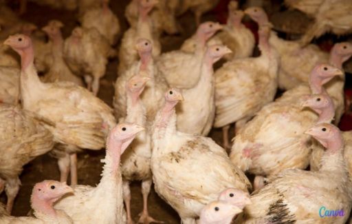 Vogelgriep vastgesteld bij kalkoenhouderij in Segovia waar 19.000 dieren zijn geruimd