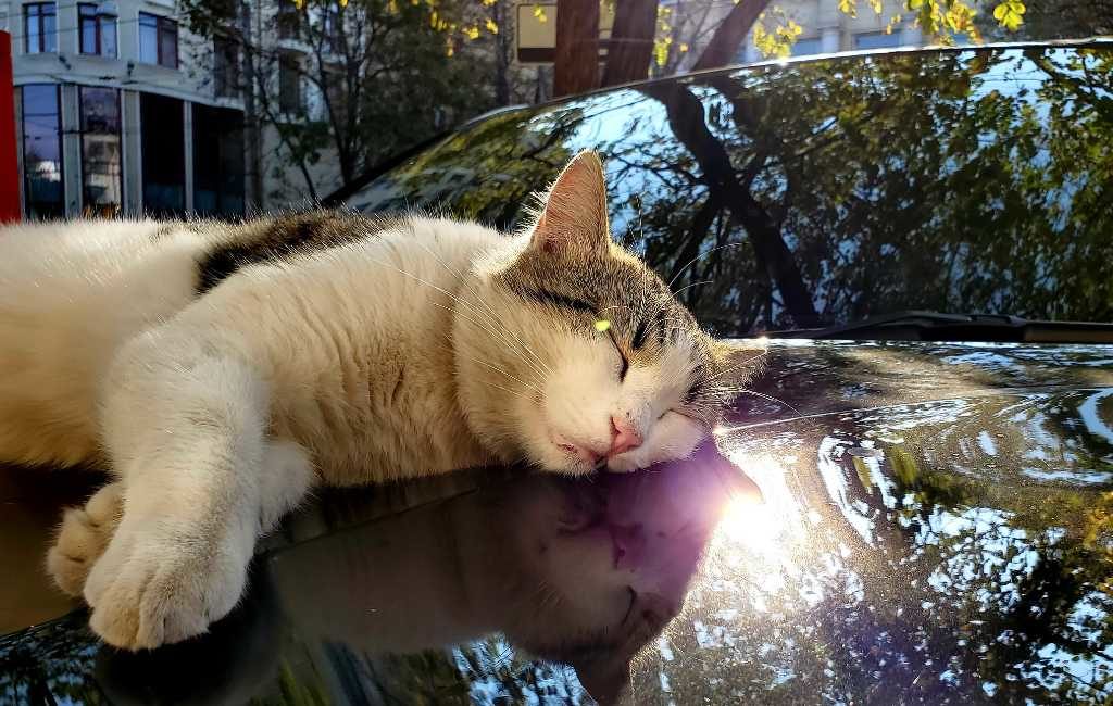 Nationale Politie geeft kleine tip om katten te redden in het winterse Spanje